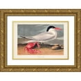 thumbnail image 1 of Audubon, John James 18x13 Gold Ornate Wood Framed with Double Matting Museum Art Print Titled - Pl 273 Cyenne Tern, 1 of 4