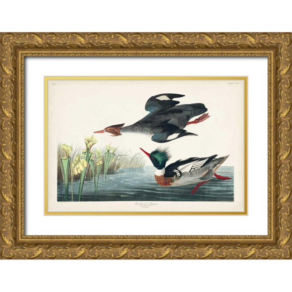 Audubon, John James 18x13 Gold Ornate Wood Framed with Double Matting Museum Art Print Titled - Pl 401 Red-breasted Merganser Duck