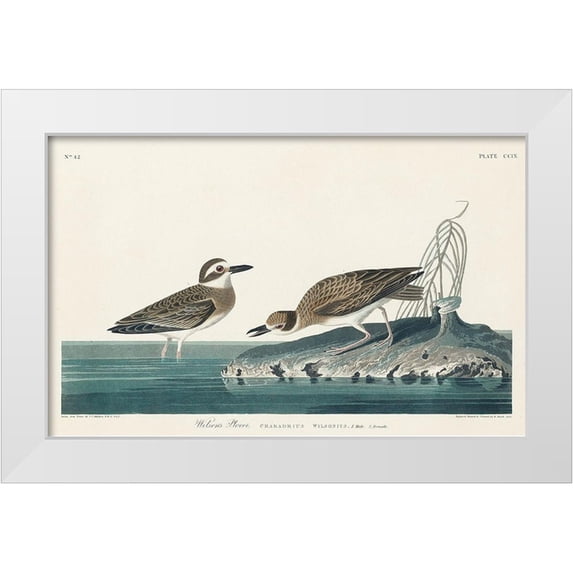 Audubon, John James 18x13 White Modern Wood Framed Museum Art Print Titled - Wilsons Plover