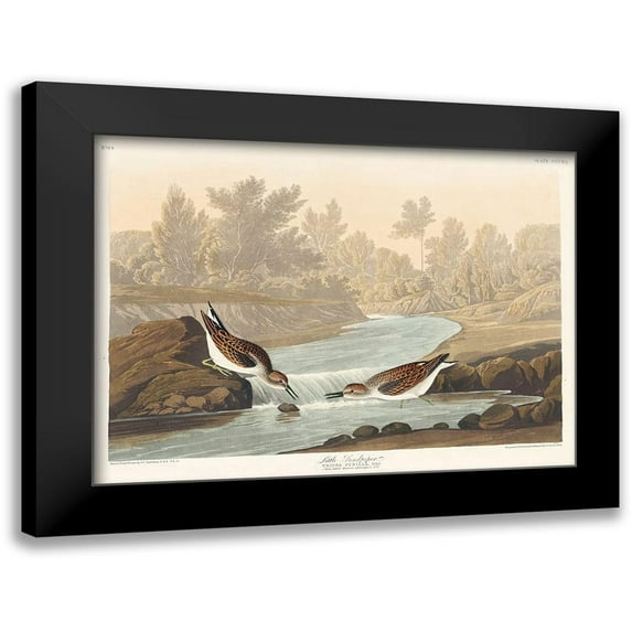 Audubon, John James 18x14 Black Modern Framed Museum Art Print Titled - Little Sandpiper