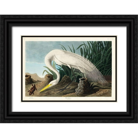 Audubon, John James 18x14 Black Ornate Wood Framed with Double Matting Museum Art Print Titled - White Heron