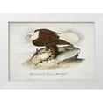 thumbnail image 1 of Audubon, John James 18x14 White Modern Wood Framed Museum Art Print Titled - White Headed Sea Eagle or Bald Eagle, 1 of 4