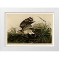 thumbnail image 1 of Audubon, John James 18x14 White Modern Wood Framed Museum Art Print Titled - Winter Hawk, 1 of 4