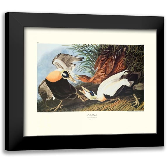Audubon, John James 18x15 Black Modern Framed Museum Art Print Titled - Eider Duck (decorative border)