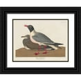 thumbnail image 1 of Audubon, John James 18x15 Black Ornate Wood Framed with Double Matting Museum Art Print Titled - Black-headed Gull, 1 of 4