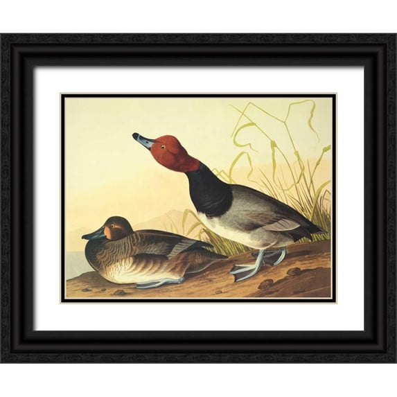 Audubon, John James 18x15 Black Ornate Wood Framed with Double Matting Museum Art Print Titled - Red-Headed Duck
