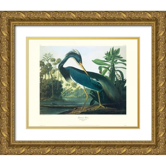 Audubon, John James 18x15 Gold Ornate Wood Framed with Double Matting Museum Art Print Titled - Louisiana Heron (decorative border)