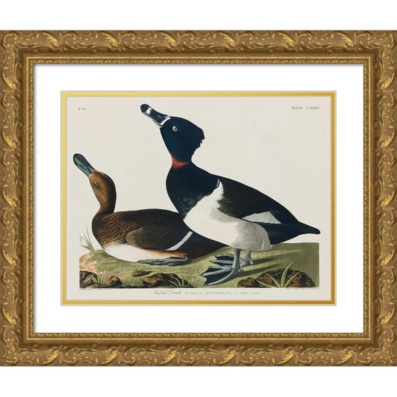 Audubon, John James 18x15 Gold Ornate Wood Framed with Double Matting Museum Art Print Titled - Ring-necked Duck