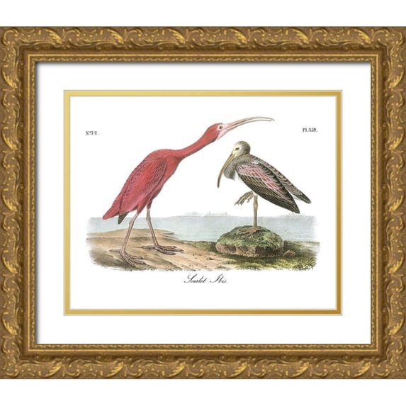 Audubon, John James 18x15 Gold Ornate Wood Framed with Double Matting Museum Art Print Titled - Scarlet Ibis