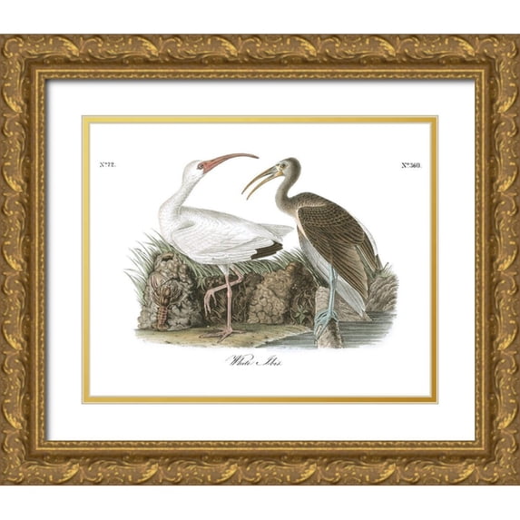 Audubon, John James 18x15 Gold Ornate Wood Framed with Double Matting Museum Art Print Titled - White Ibis