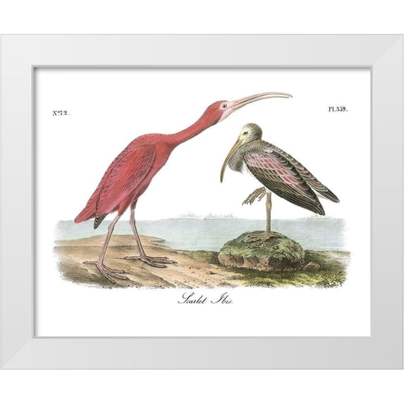 Audubon, John James 18x15 White Modern Wood Framed Museum Art Print Titled - Scarlet Ibis