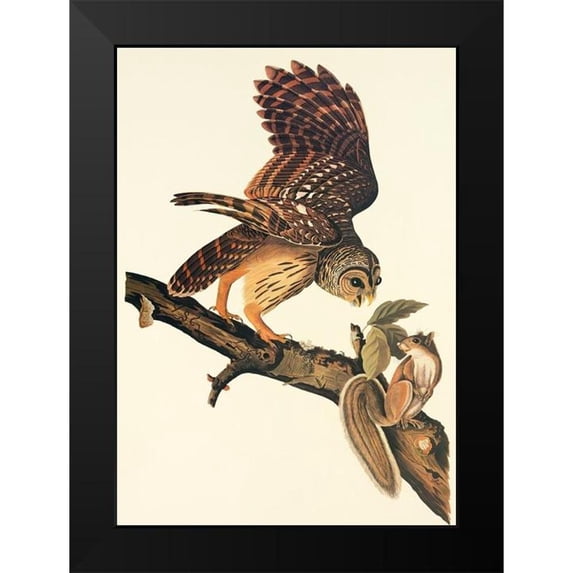 Audubon, John James 18x24 Black Modern Framed Museum Art Print Titled - Barred Owl