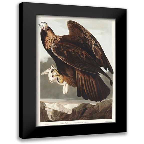 Audubon, John James 18x24 Black Modern Framed Museum Art Print Titled - Golden Eagle