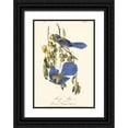 thumbnail image 1 of Audubon, John James 18x24 Black Ornate Wood Framed with Double Matting Museum Art Print Titled - Audubon Florida Jays, 1 of 4