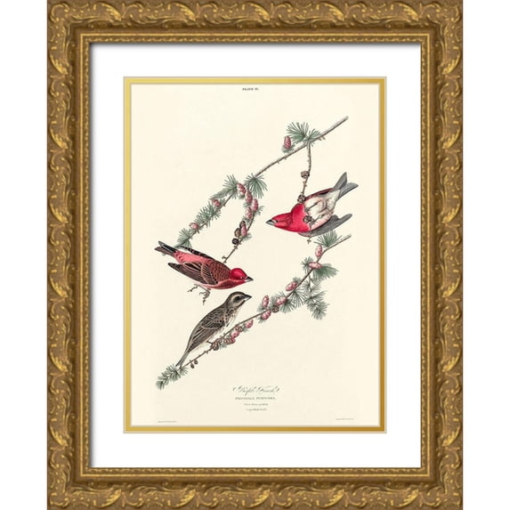 Audubon, John James 18x24 Gold Ornate Wood Framed with Double Matting Museum Art Print Titled - Purple Finch