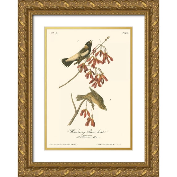 Audubon, John James 18x24 Gold Ornate Wood Framed with Double Matting Museum Art Print Titled - Wandering Rice Bird