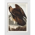 thumbnail image 1 of Audubon, John James 18x24 White Modern Wood Framed Museum Art Print Titled - Golden Eagle, 1 of 4