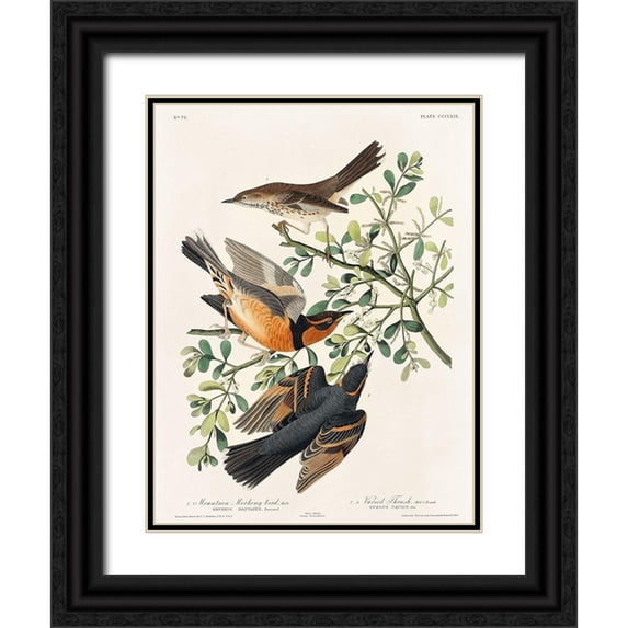 Audubon, John James 19x24 Black Ornate Wood Framed with Double Matting Museum Art Print Titled - Mountain Mocking bird and Varied Thrush
