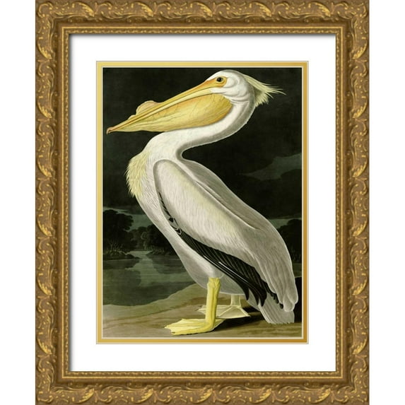 Audubon, John James 19x24 Gold Ornate Wood Framed with Double Matting Museum Art Print Titled - American White Pelican