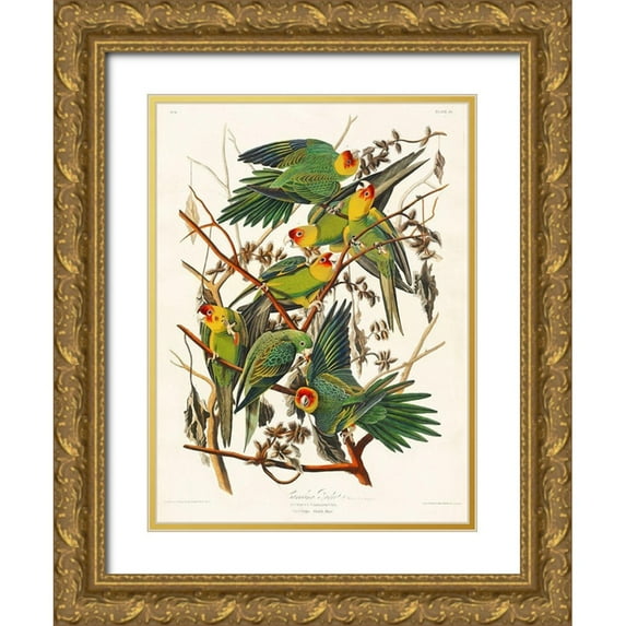 Audubon, John James 19x24 Gold Ornate Wood Framed with Double Matting Museum Art Print Titled - Carolina Parrot
