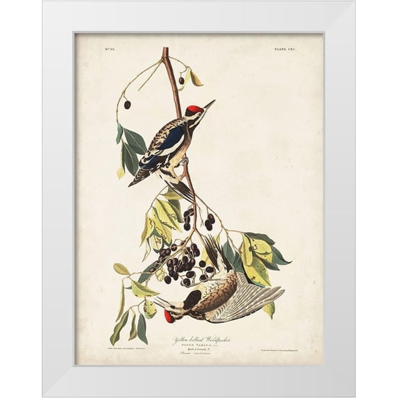 Audubon, John James 19x24 White Modern Wood Framed Museum Art Print Titled - Pl. 190 Yellow-bellied Woodpecker