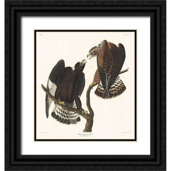 Audubon, John James 20x21 Black Ornate Wood Framed with Double Matting Museum Art Print Titled - Rough-legged Falcon