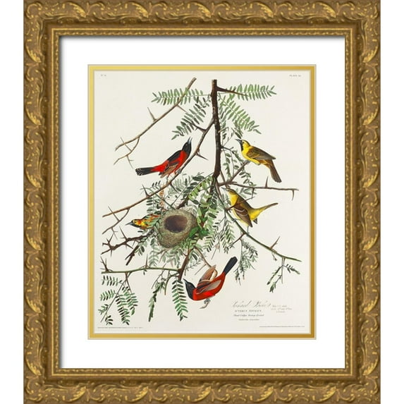 Audubon, John James 20x23 Gold Ornate Wood Framed with Double Matting Museum Art Print Titled - Orchard Oriole