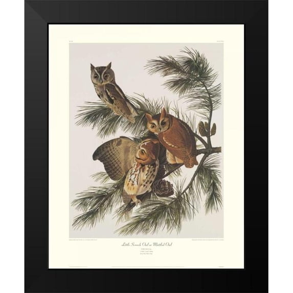 Audubon, John James 20x24 Black Modern Framed Museum Art Print Titled - Little Screech Owl or Mottled Owl (decorative border)