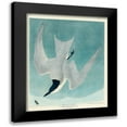thumbnail image 1 of Audubon, John James 20x24 Black Modern Framed Museum Art Print Titled - Marsh Tern, 1 of 5