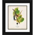 thumbnail image 1 of Audubon, John James 20x24 Black Ornate Wood Framed with Double Matting Museum Art Print Titled - Pl 114 White-crowned Sparrow, 1 of 4