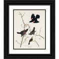 thumbnail image 1 of Audubon, John James 20x24 Black Ornate Wood Framed with Double Matting Museum Art Print Titled - Red winged Starling, or Marsh Blackbird, 1 of 4
