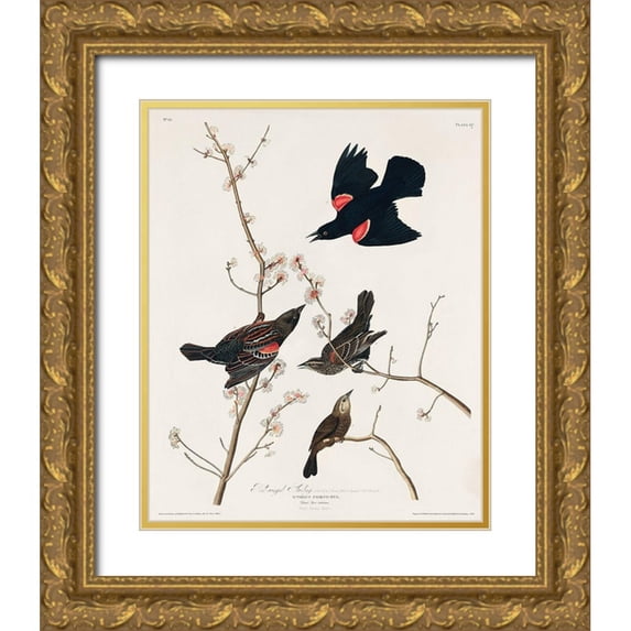 Audubon, John James 20x24 Gold Ornate Wood Framed with Double Matting Museum Art Print Titled - Red winged Starling, or Marsh Blackbird