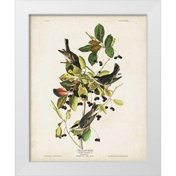 Audubon, John James 20x24 White Modern Wood Framed Museum Art Print Titled - Pl 133 Black Poll Warbler