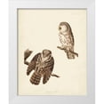thumbnail image 1 of Audubon, John James 20x24 White Modern Wood Framed Museum Art Print Titled - Pl 380 Tengmalms Owl, 1 of 4
