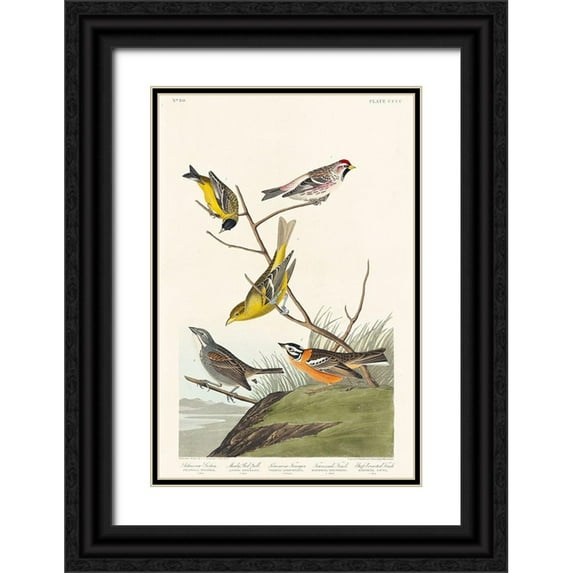 Audubon, John James 22x32 Black Ornate Wood Framed with Double Matting Museum Art Print Titled - Arkansaw Siskin, Mealy Red-poll, Louisiana Tanager, Townsends Bunting and Buff-breasted Finch