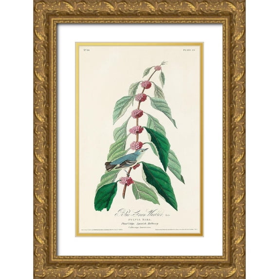 Audubon, John James 22x32 Gold Ornate Wood Framed with Double Matting Museum Art Print Titled - Blue-green Warbler