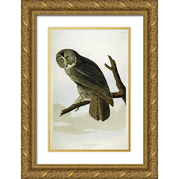 Audubon, John James 22x32 Gold Ornate Wood Framed with Double Matting Museum Art Print Titled - Great Cinereous Owl
