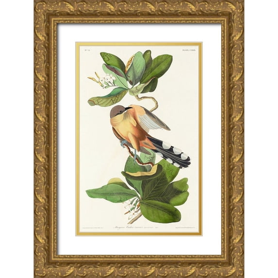 Audubon, John James 22x32 Gold Ornate Wood Framed with Double Matting Museum Art Print Titled - Mangrove Cuckoo