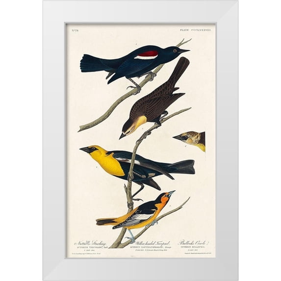Audubon, John James 22x32 White Modern Wood Framed Museum Art Print Titled - Nuttalls Starling, Yellow-headed Troopial and Bullocks Oriole