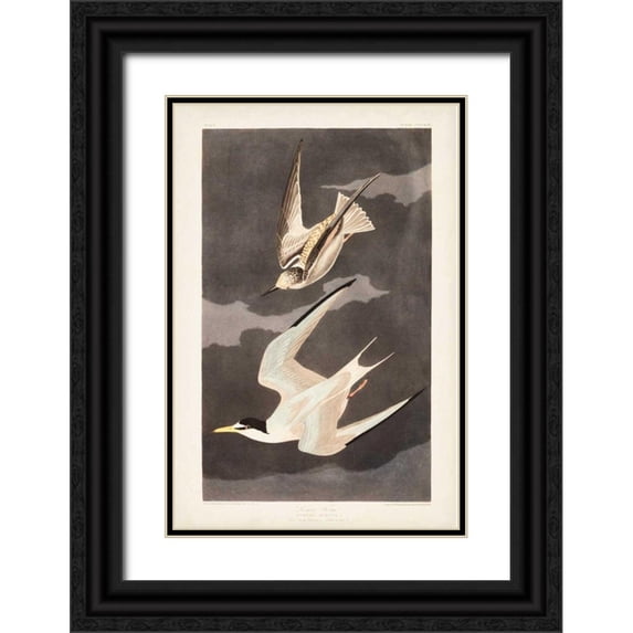 Audubon, John James 23x32 Black Ornate Wood Framed with Double Matting Museum Art Print Titled - Pl 319 Lesser Tern
