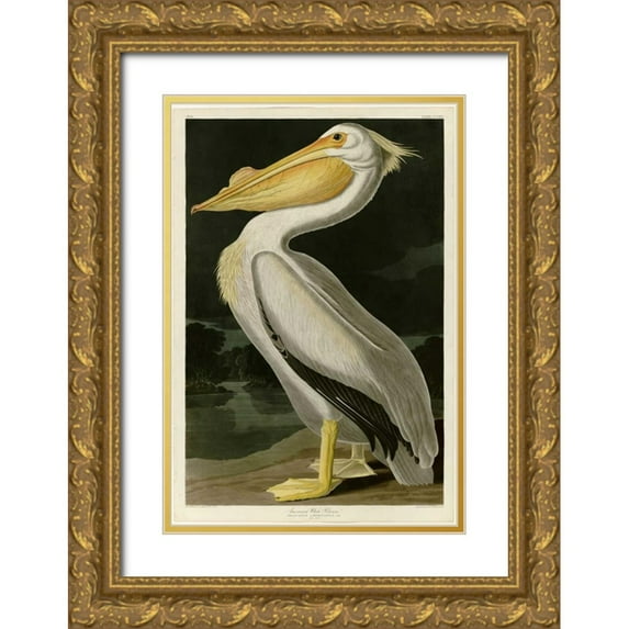 Audubon, John James 23x32 Gold Ornate Wood Framed with Double Matting Museum Art Print Titled - American White Pelican