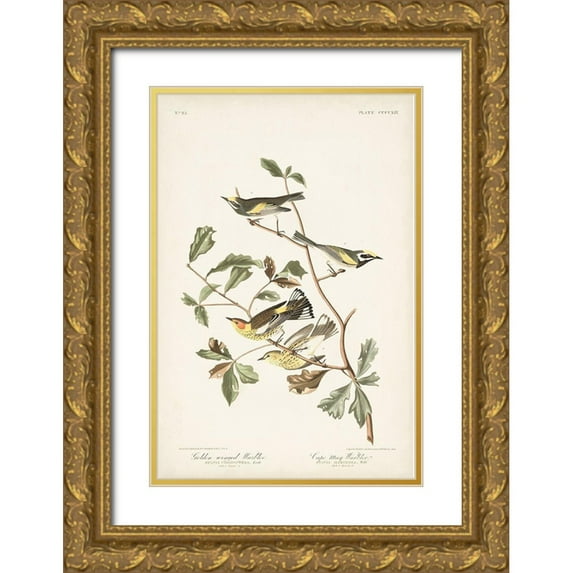 Audubon, John James 23x32 Gold Ornate Wood Framed with Double Matting Museum Art Print Titled - Pl. 414 Golden-winged Warbler