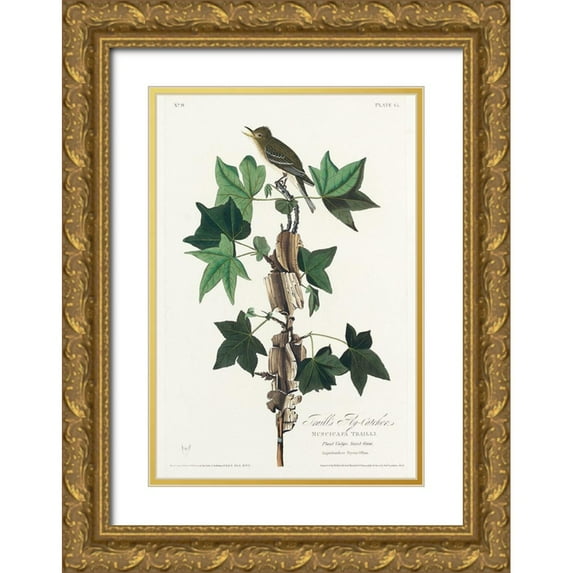 Audubon, John James 23x32 Gold Ornate Wood Framed with Double Matting Museum Art Print Titled - Traills Flycatcher
