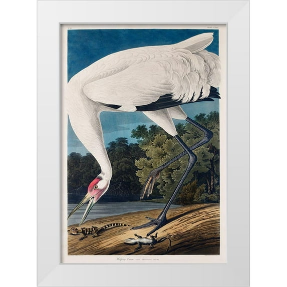 Audubon, John James 23x32 White Modern Wood Framed Museum Art Print Titled - Hooping Crane