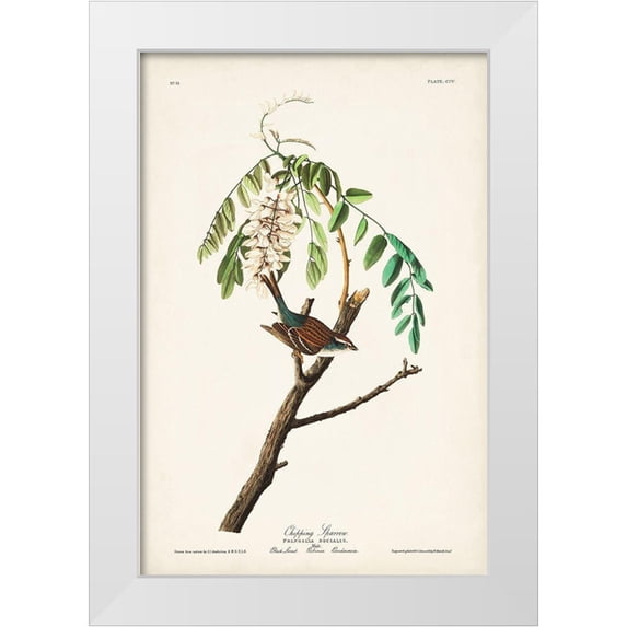 Audubon, John James 23x32 White Modern Wood Framed Museum Art Print Titled - Pl. 104 Chipping Sparrow