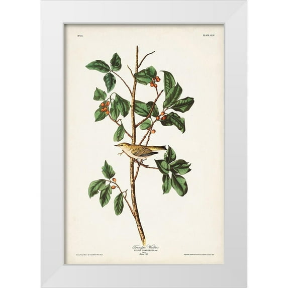 Audubon, John James 23x32 White Modern Wood Framed Museum Art Print Titled - Pl. 154 Tennessee Warbler