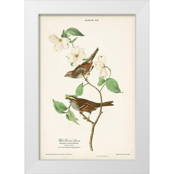 Audubon, John James 23x32 White Modern Wood Framed Museum Art Print Titled - Pl.8 White-throated Sparrow