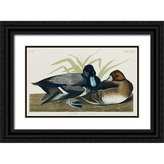 Audubon, John James 24x16 Black Ornate Wood Framed with Double Matting Museum Art Print Titled - Scaup Duck
