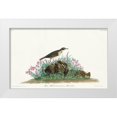thumbnail image 1 of Audubon, John James 24x16 White Modern Wood Framed Museum Art Print Titled - Prairie Titlark, 1 of 4
