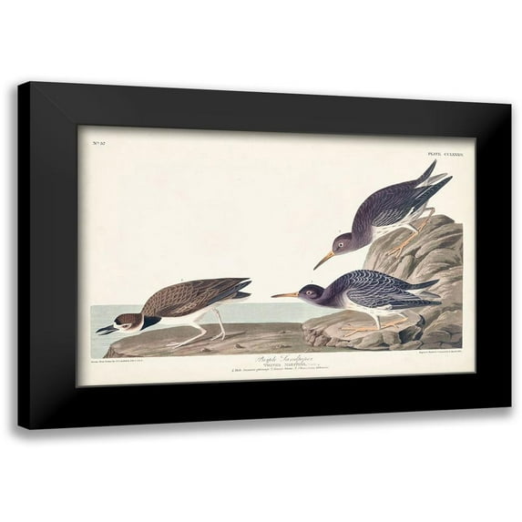 Audubon, John James 24x17 Black Modern Framed Museum Art Print Titled - Pl. 284 Purple Sandpiper
